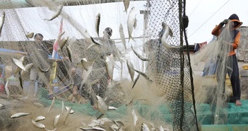 Ngành cá đang thu hẹp của thế giới có nguy cơ bị đe do tham nhũng.