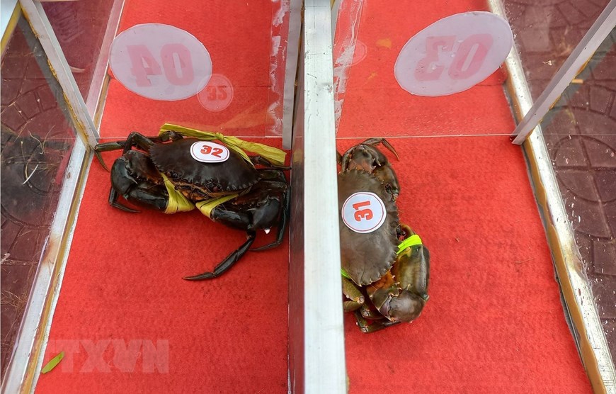 [Photo] Ngày hội cua cà Mau: Độc và lạ cuộc đua cua tốc độ