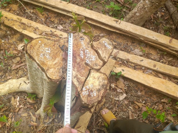 Gia Lai: Khẩn trương điều tra làm rõ vụ 125 cây rừng bị chặt phá
