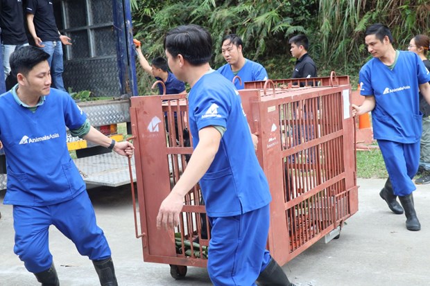Năm con gấu ngựa đã được cứu hộ sau hơn 20 năm bị nuôi nhốt ở Hà Nội