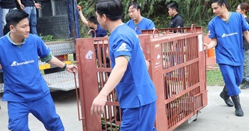 Năm con gấu ngựa đã được cứu hộ sau hơn 20 năm bị nuôi nhốt ở Hà Nội
