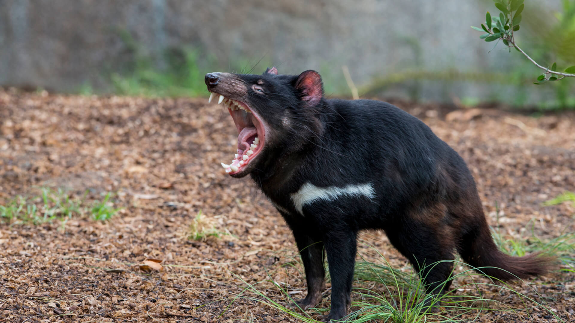 Tại sao Úc lại tôn vinh loài động vật được gọi là 'ác quỷ' này là báu vật quốc gia của mình?