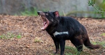 Tại sao Úc lại tôn vinh loài động vật được gọi là 'ác quỷ' này là báu vật quốc gia của mình?
