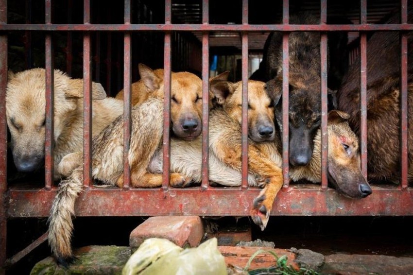Có hàng trăm báo cáo yêu cầu cứu về việc buôn bán và tiêu thụ thịt chó mèo, cũng như các vấn đề khác liên quan đến việc xử lý thịt chó mèo.
