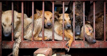 Có hàng trăm báo cáo yêu cầu cứu về việc buôn bán và tiêu thụ thịt chó mèo, cũng như các vấn đề khác liên quan đến việc xử lý thịt chó mèo.