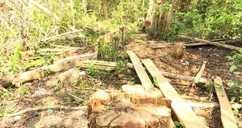 Gia Lai: Khởi tố vụ án chặt hạ gần 150 cây rừng ở Tiểu khu 792