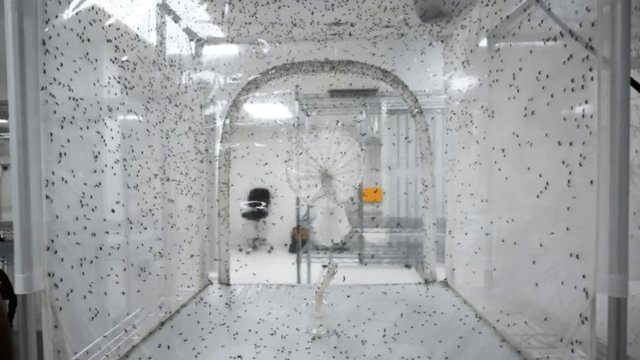 Đây là lý do tại sao Singapore thả hàng triệu con muỗi mang mầm bệnh ra bên ngoài.