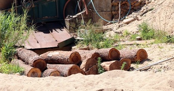 Kon Tum: Phát hiện điểm tập kết gỗ lậu bên bờ sông Đăk Pxi