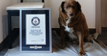 Xác nhận kỷ lục "cụ" chó cao tuổi nhất thế giới sống ở Bồ Đào Nha