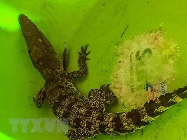 Cần Thơ: Một nông dân bắt được cá sấu khi đang làm vườn