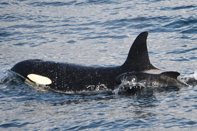 Lần đầu tiên ghi nhận cá voi sát thủ bắt cóc cá voi con từ loài khác về nuôi