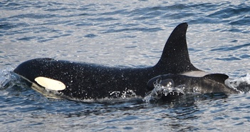 Lần đầu tiên ghi nhận cá voi sát thủ bắt cóc cá voi con từ loài khác về nuôi