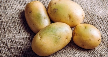 Thấy khoai tây kiểu này nên bỏ đi coi chừng bị ngộ độc.