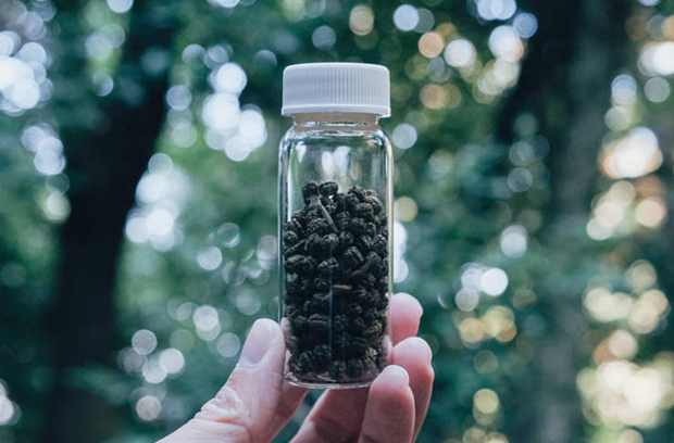 Chu-hi-cha, một loại trà đặc biệt được sản xuất từ chất thải của sâu bướm