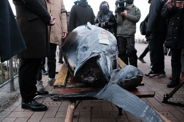 Nhật Bản: Chợ cá Toyosu "hồi sinh" với con cá ngừ 6 tỷ đồng