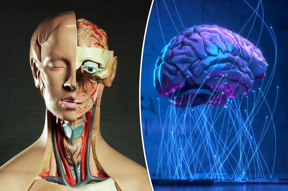 Các nhà khoa học sắp tạo ra trí tuệ thông minh mới từ tế bào não người: Phá vỡ ranh giới mới mà không ai có thể hình dung tương lai sẽ ra sao.
