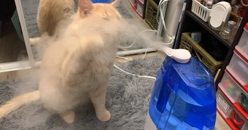 Đừng đặt máy tạo độ ẩm sai vị trí Đừng đặt máy tạo độ ẩm sai vị trí