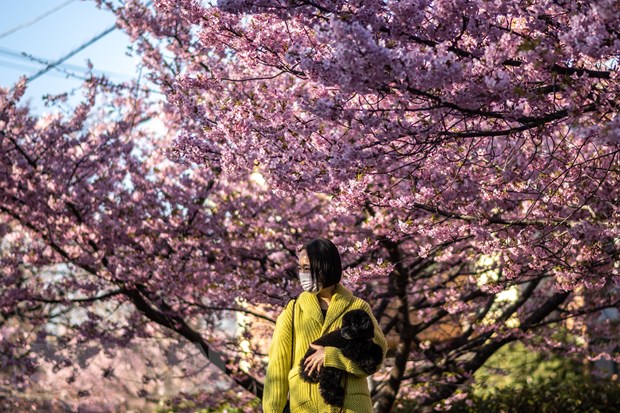 Thủ đô Tokyo của Nhật Bản đón một mùa hoa anh đào sớm bất thường.