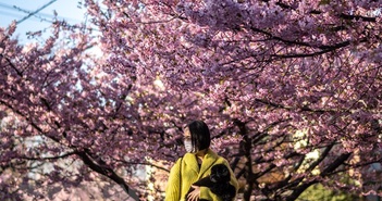 Thủ đô Tokyo của Nhật Bản đón một mùa hoa anh đào sớm bất thường.