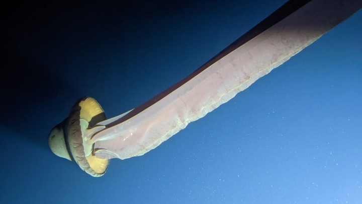 Khi lặn ở vùng biển Nam Cực, có thể tìm thấy một con sứa ma khổng lồ