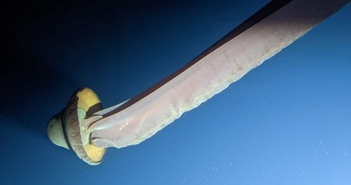 Khi lặn ở vùng biển Nam Cực, có thể tìm thấy một con sứa ma khổng lồ