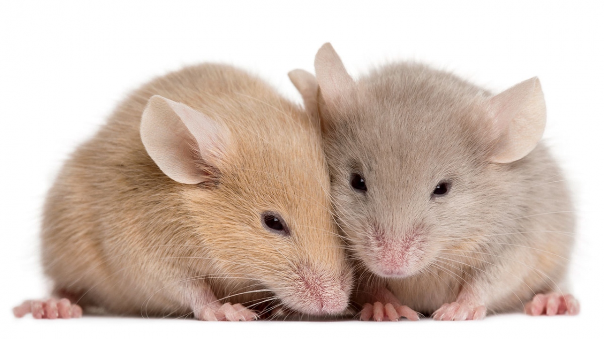 Chuột con được các nhà khoa học lần đầu tiên tạo ra từ tế bào của hai con chuột đực