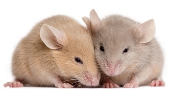 Chuột con được các nhà khoa học lần đầu tiên tạo ra từ tế bào của hai con chuột đực