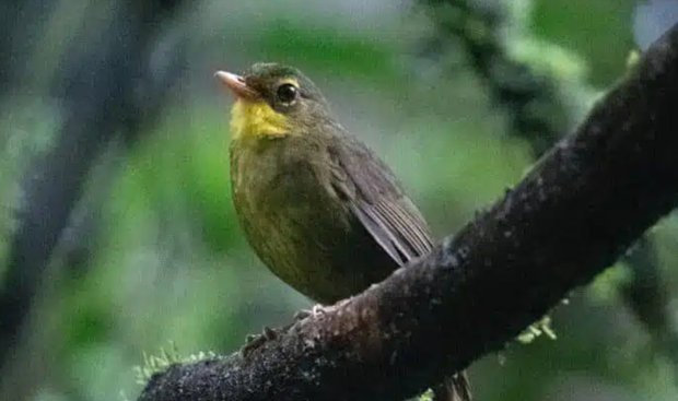 Sau 24 năm, Chim Dusky Tetraka một lần nữa xuất hiện trở lại trong tự nhiên.