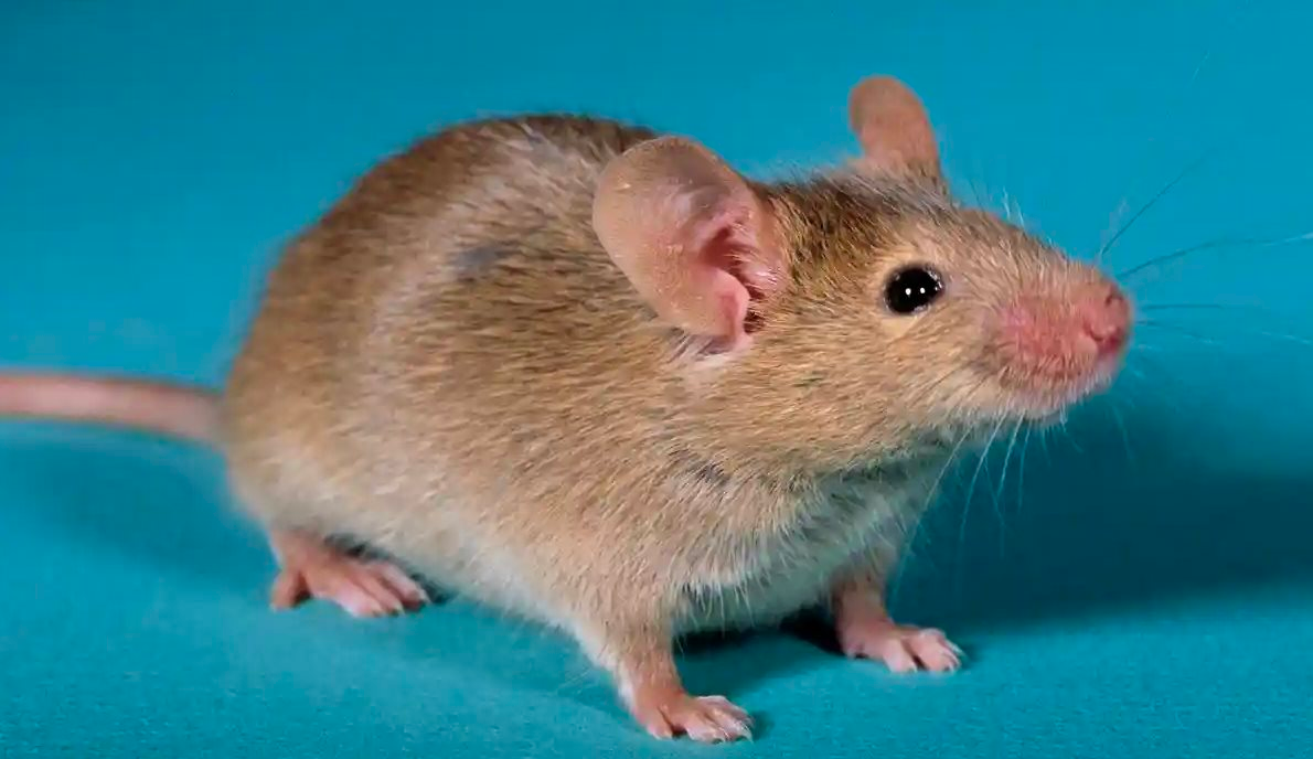 Các nhà khoa học Nhật Bản sản xuất chuột con từ hai chuột đực