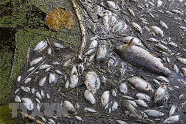 Ở Úc, cá chết hàng loạt có tác động đáng kể đến môi trường.