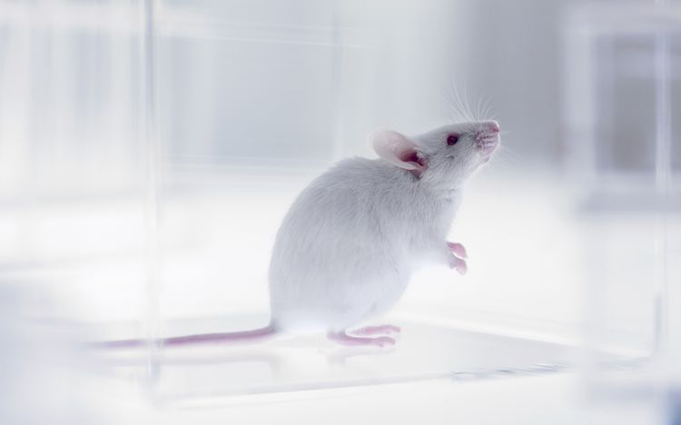 Bước đột phá mới trong điều trị vô sinh ở người là sản xuất chuột con từ hai chuột đực.