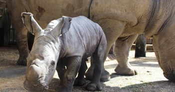 Tê giác trắng con đầu tiên được chào đón sau 10 năm tại Úc bởi Vườn thú Úc. Đây là con tê giác trắng đầu tiên được sinh ra.