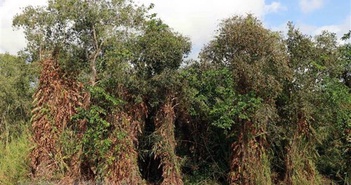 Rất nhiều diện tích rừng ở Cà Mau đã bị khô hạn và có nguy cơ xảy ra cháy.
