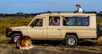 Tại sao sư tử không tấn công người trong xe safari? Tại sao sư tử không tấn công người trong xe safari?