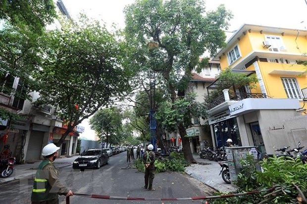 Hà Nội thay thế cây có nguy cơ gãy đổ trước mùa mưa bão