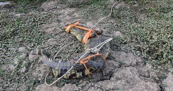 Bạc Liêu: Người dân bắt được cá sấu nặng khoảng 20 kg trước sân nhà