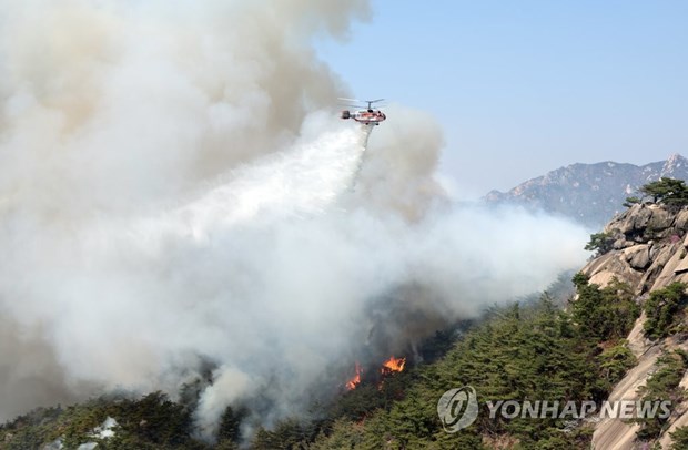 Tổng thống Hàn Quốc yêu cầu huy động mọi nguồn lực để dập tắt cháy rừng.