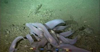 Có thể tìm thấy loài cá sống ở độ sâu hơn 8.300 mét dưới đáy biển