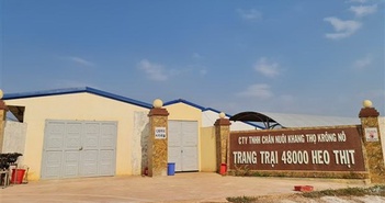 Các doanh nghiệp chăn nuôi lợn thực thi một nẻo Các doanh nghiệp chăn nuôi lợn thực thi một nẻo