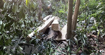 Phú Yên: Truy tìm đối tượng phá rừng phòng hộ ở huyện Sơn Phú Yên: Truy tìm đối tượng phá rừng phòng hộ ở huyện Sơn