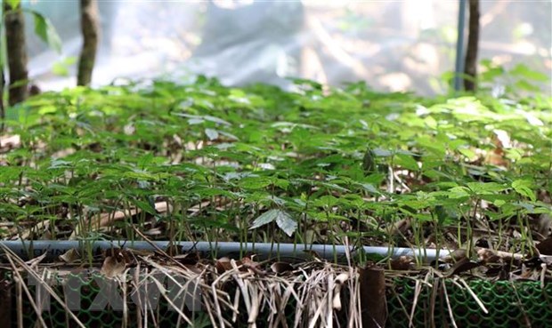 Khuyến cáo người trồng sâm Ngọc Linh ứng phó thời tiết cực đoan