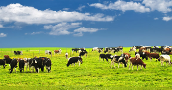 Thương hiệu sữa tươi Australia Kinns Dairy gia nhập thị trường Việt Thương hiệu sữa tươi Australia Kinns Dairy gia nhập thị trường Việt