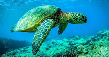 Loài rùa mai cứng lớn nhất thế giới sống sót qua biến đổi khí hậu