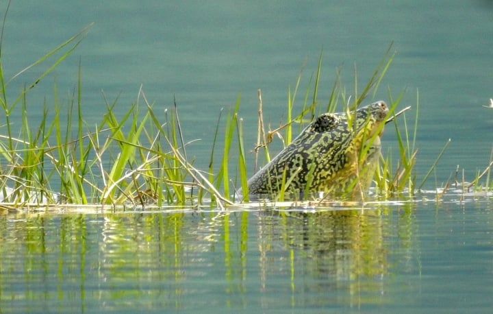 Rùa Hoàn Kiếm bị vứt bỏ ở hồ Đồng Mô sẽ được bảo quản như thế nào?
