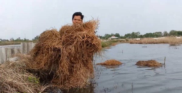Cà Mau: Sử dụng rơm làm nơi trú ẩn cho cua và tôm trong mùa nắng nóng