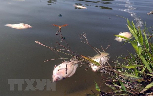 Quảng Nam: Nước sông Nước Bươu vàng đục, cá chết hàng loạt