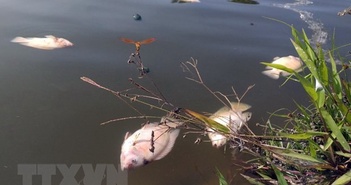 Quảng Nam: Nước sông Nước Bươu vàng đục, cá chết hàng loạt