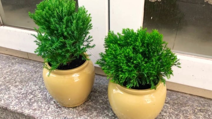 7 loại cây nên trồng trong nhà để thanh lọc không khí