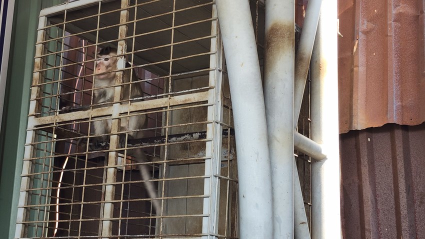 Kiểm lâm thổi thuốc mê, tiếp nhận 3 con khỉ ở TP.HCM