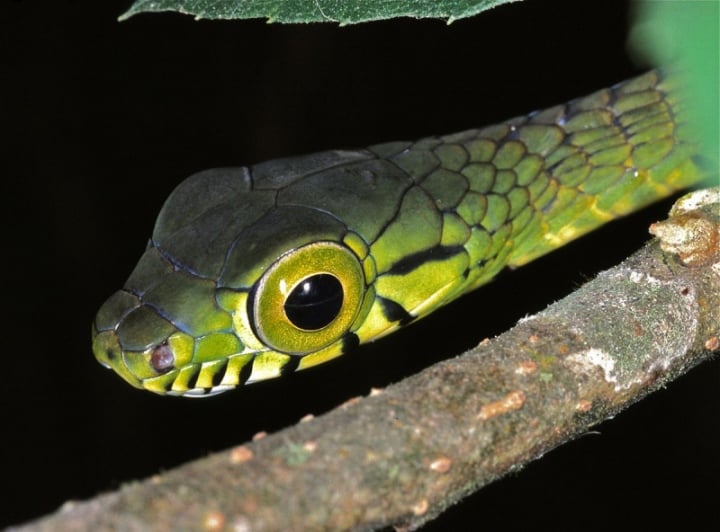 Loài rắn có đôi mắt to nhất thế giới được mô tả trong một bức ảnh kỳ lạ. (Các) Nguồn: